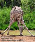 Giraffa_camelopardalis_pa2095719