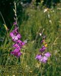 Gladiolus_imbricatus_4111