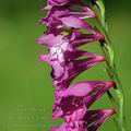 Gladiolus_imbricatus_al3517