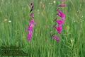 Gladiolus_palustris_681