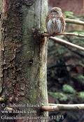 Glaucidium_passerinum_11373