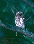 Glaucidium_passerinum_2213