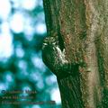 Glaucidium_passerinum_2289