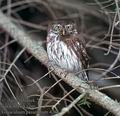 Glaucidium_passerinum_4263