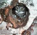 Glaucidium_passerinum_8687