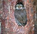 Glaucidium_passerinum_8688