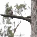 Glaucidium_passerinum_ag8907