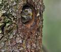 Glaucidium_passerinum_ca0690