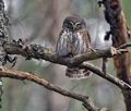 Glaucidium_passerinum_ca0869