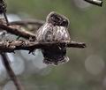 Glaucidium_passerinum_ca0897