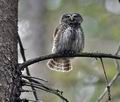 Glaucidium_passerinum_ca0945