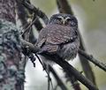 Glaucidium_passerinum_ca0973