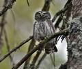 Glaucidium_passerinum_ca0979