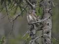 Glaucidium_passerinum_ca1017