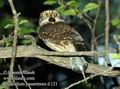 Glaucidium_passerinum_d121