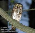 Glaucidium_passerinum_d122