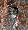 Glaucidium_passerinum_d123