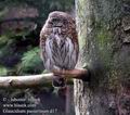 Glaucidium_passerinum_d17