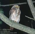 Glaucidium_passerinum_d200