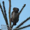 Glaucidium_passerinum_dd5950