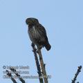 Glaucidium_passerinum_dd5980