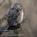 Glaucidium_passerinum_dd5997