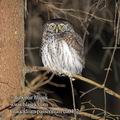 Glaucidium_passerinum_ea0472