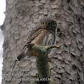 Glaucidium_passerinum_ec6134