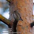 Glaucidium_passerinum_ec6292