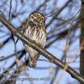 Glaucidium_passerinum_ee3566