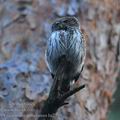 Glaucidium_passerinum_ha2389