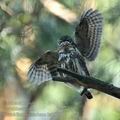 Glaucidium_passerinum_ha2658