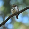 Glaucidium_passerinum_ha2706