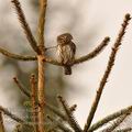 Glaucidium_passerinum_hg3718