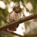 Glaucidium_passerinum_hg3724