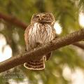 Glaucidium_passerinum_hg3738