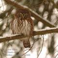 Glaucidium_passerinum_hg3863