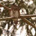 Glaucidium_passerinum_hg3918