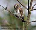 Glaucidium_passerinum_k9305