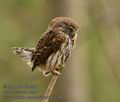 Glaucidium_passerinum_k9398