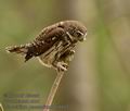 Glaucidium_passerinum_k9400