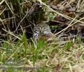 Glaucidium_passerinum_k9452