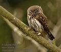 Glaucidium_passerinum_k9488