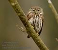 Glaucidium_passerinum_k9490