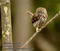 Glaucidium_passerinum_k9509