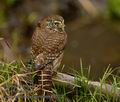 Glaucidium_passerinum_k9522