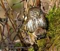 Glaucidium_passerinum_k9613