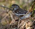 Glaucidium_passerinum_k9674