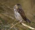 Glaucidium_passerinum_k9698