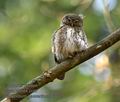 Glaucidium_passerinum_k9727